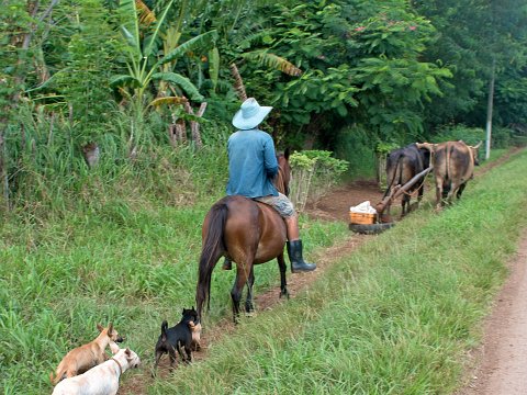 farmer -Matanzas province farmer back from ploughing -Matanzas province