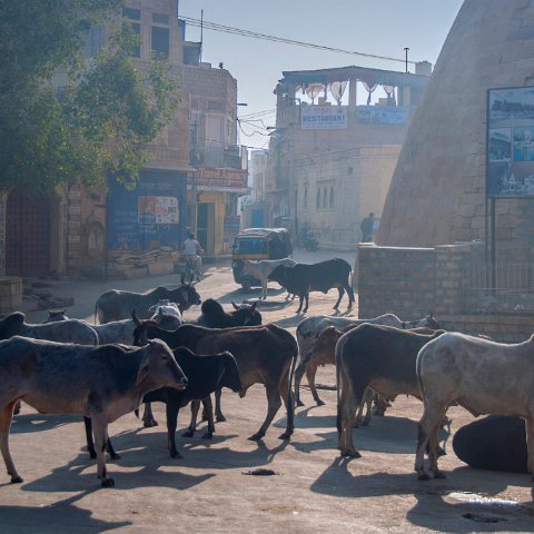 DSC_0010 sacred cows meeting