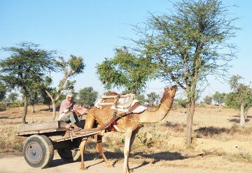 The camel is getting lunch