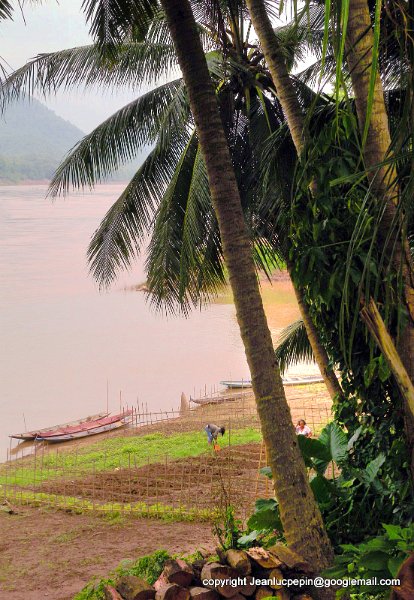 DSCN1311.jpg -  growing  vegetables on the bank of the Mekong