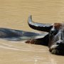 buffalo cooling down