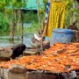 drying fish<br />