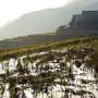 rice terraces