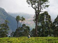 Haputale - tea plucking