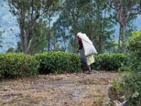 Lady tea plucking