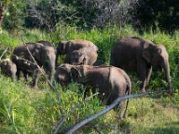 Minneriya elephants