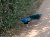 Minneriya many peacocks in the park