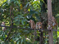 Pollonaruwa Monkey business