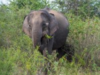 Udawalawe National Park