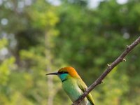 also many colorful birds