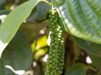 black pepper