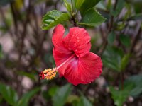 lone flower