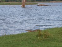 walking towards crocodile